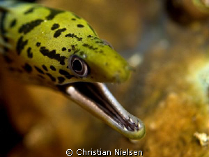 Spotface Moray Eel.
1. dive of the trip. Flashsystem did... by Christian Nielsen 